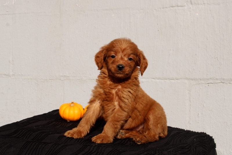 puppy, for, sale, Mini Goldendoodle F1, Matthew B. Stoltzfus, dog, breeder, Gap, PA, dog-breeder, puppy-for-sale, forsale, nearby, find, puppyfind, locator, puppylocator, aca